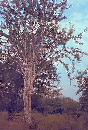 African Blackwood tree, from which oboes are made (courtesy Howarth of London)